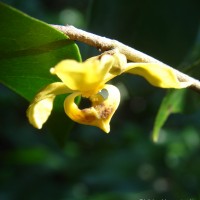 Mitrephora heyneana (Hook.f. & Thomson) Thwaites